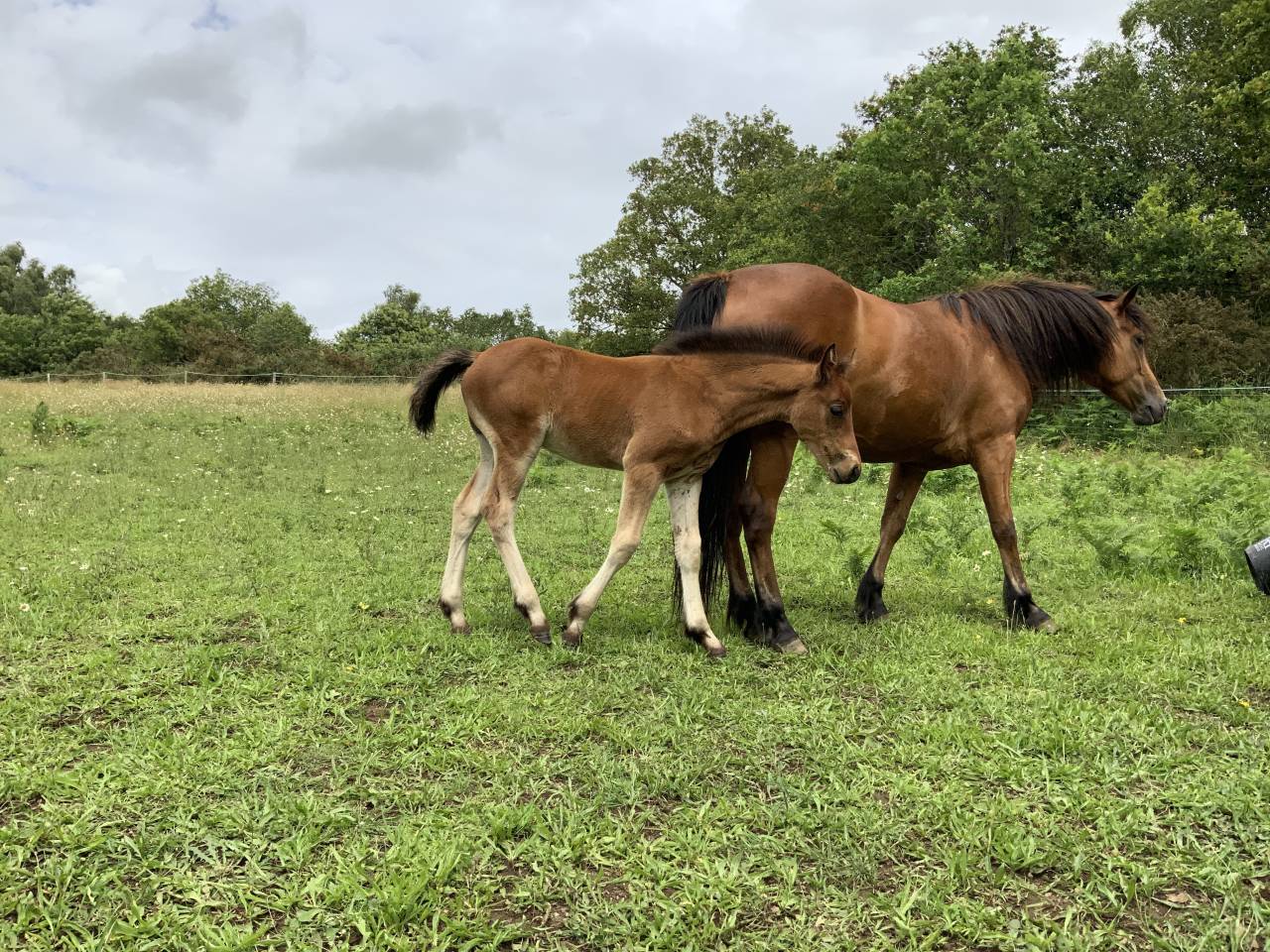 Veulen (ml) Connemara Te koop 2025 Donker bruin / bai