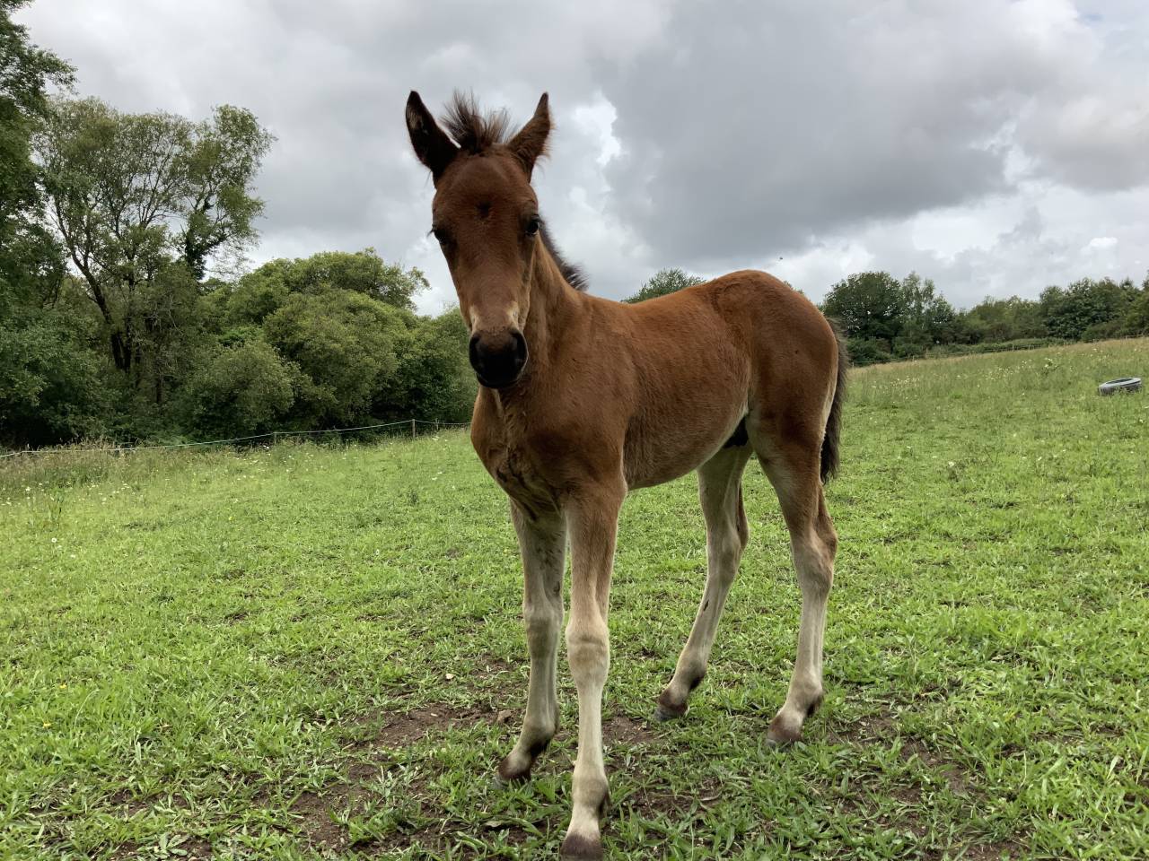 Veulen (ml) Connemara Te koop 2025 Donker bruin / bai