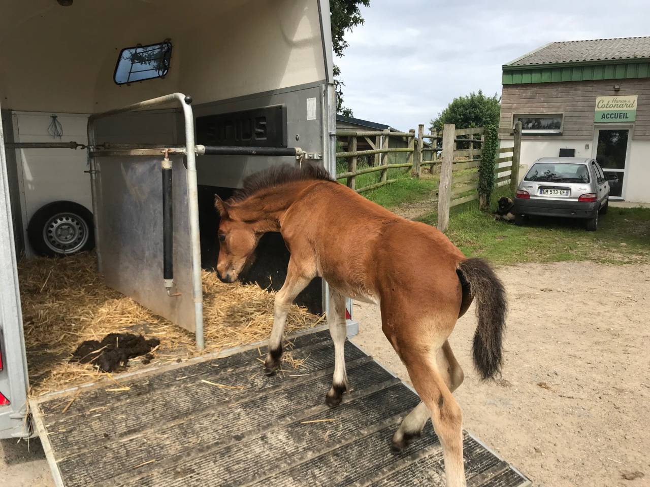 Veulen (ml) Connemara Te koop 2025 Donker bruin / bai