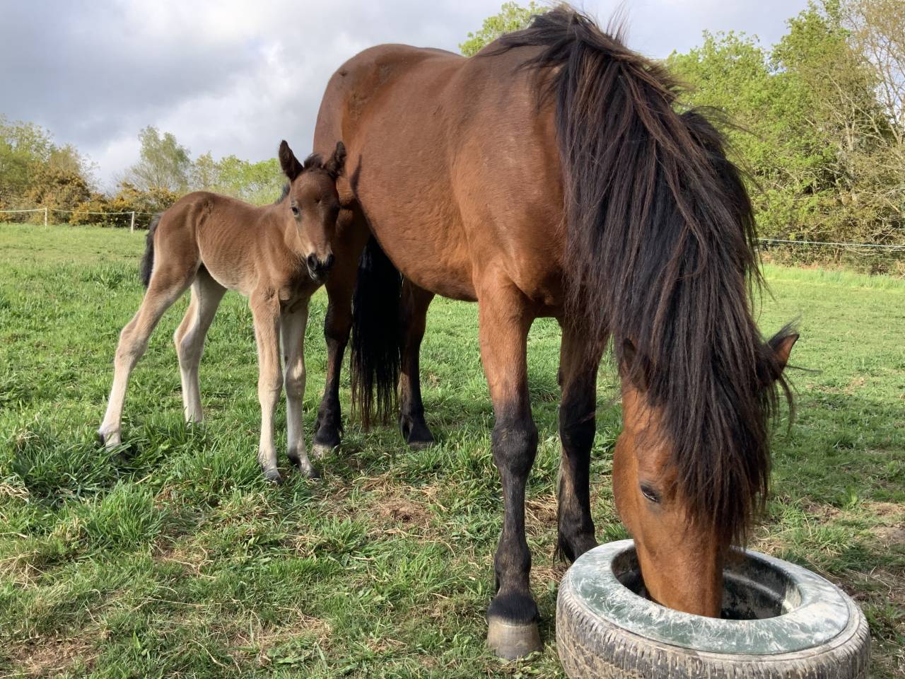 Veulen (ml) Connemara Te koop 2025 Donker bruin / bai