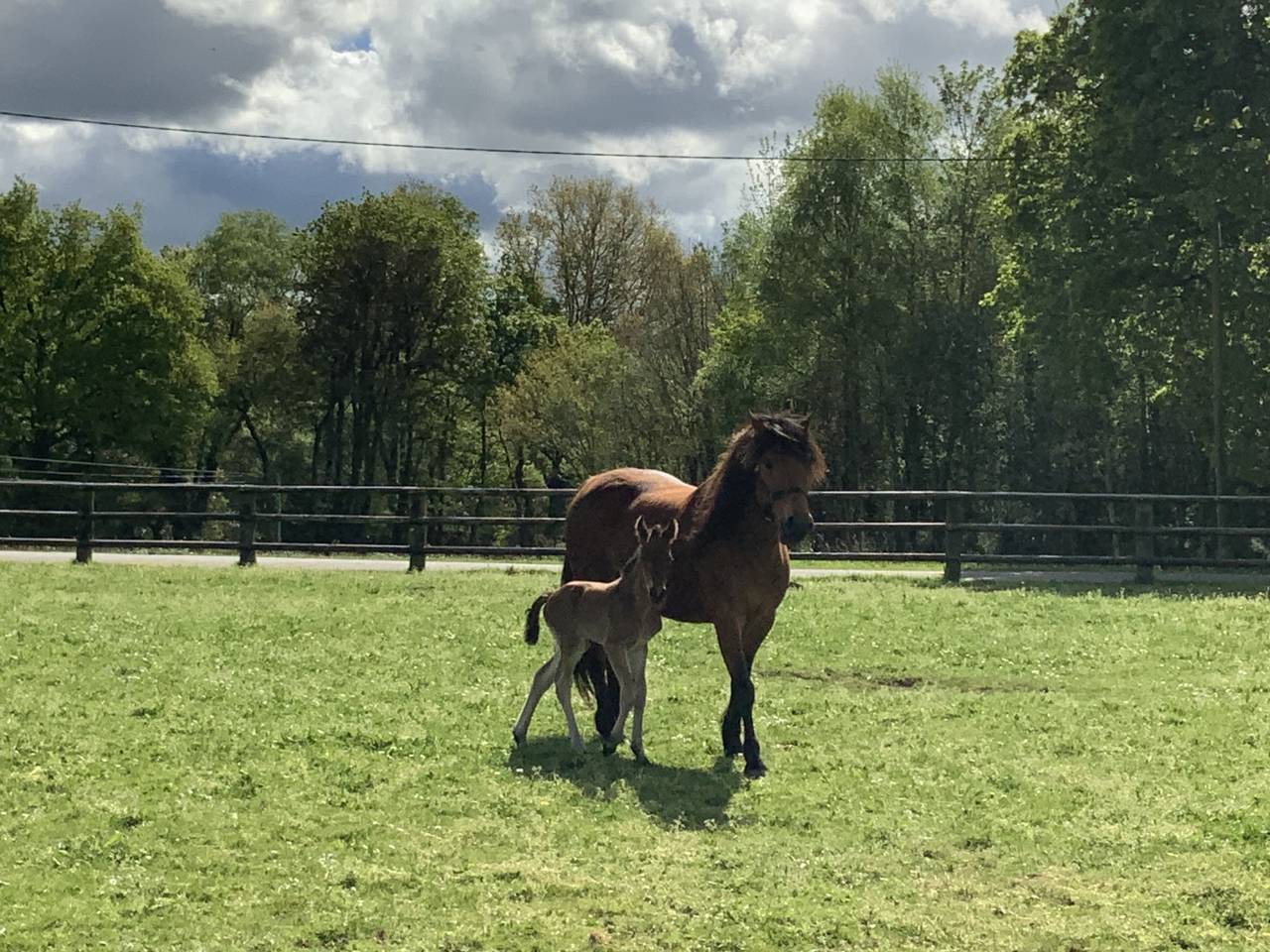 Veulen (ml) Connemara Te koop 2025 Donker bruin / bai