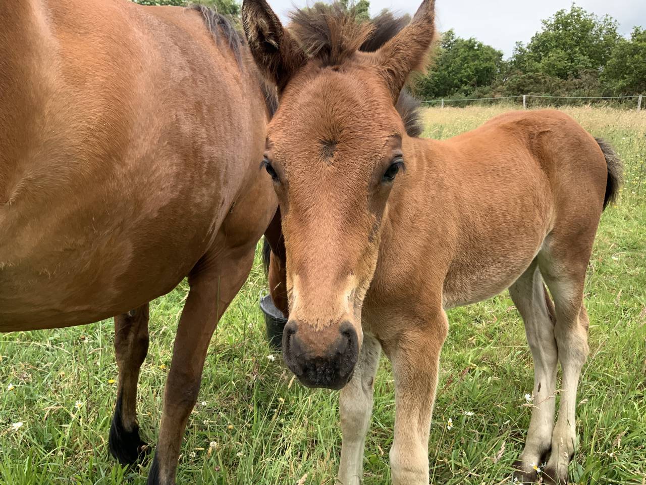 Veulen (ml) Connemara Te koop 2025 Donker bruin / bai