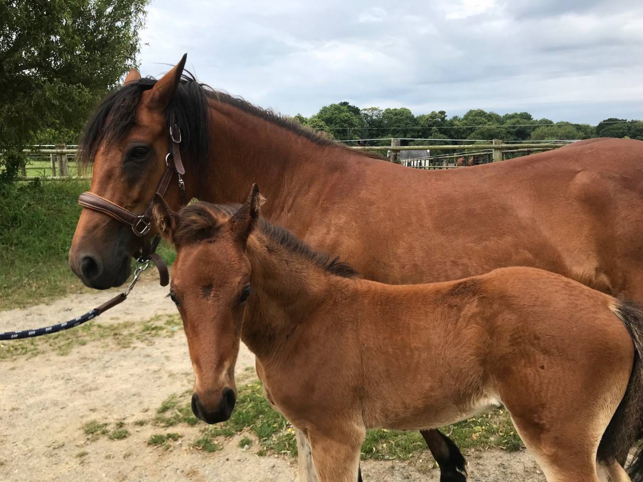 Veulen (ml) Connemara Te koop 2025 Donker bruin / bai