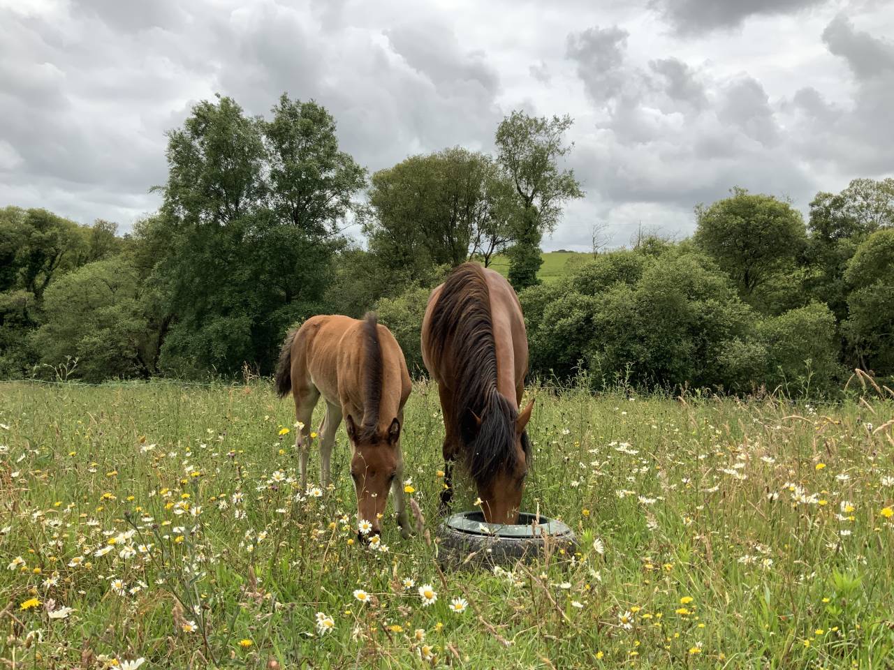 Veulen (ml) Connemara Te koop 2025 Donker bruin / bai