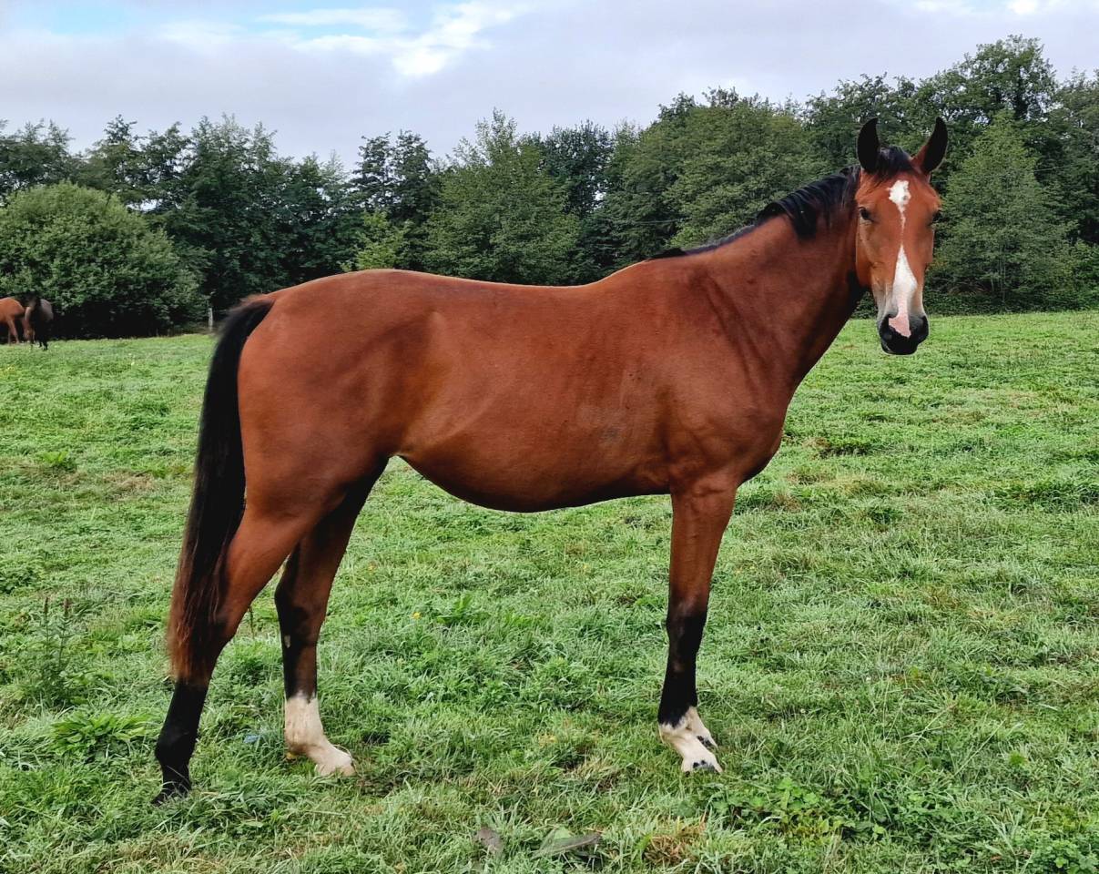 Merrie Selle Français Te koop 2023 Donker bruin / bai