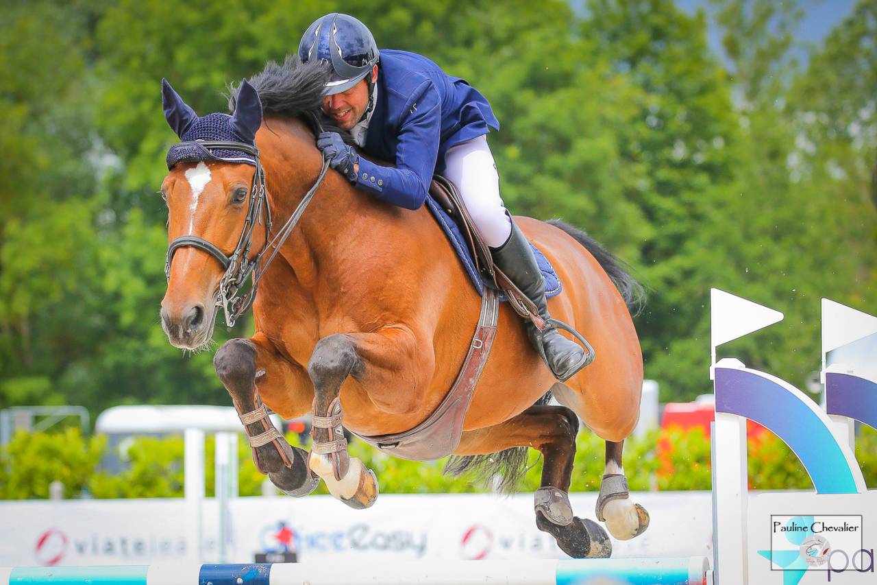 Ruin Selle Français Te koop 2013 Donker bruin / bai ,  DIAMANT DE SEMILLY, SFA