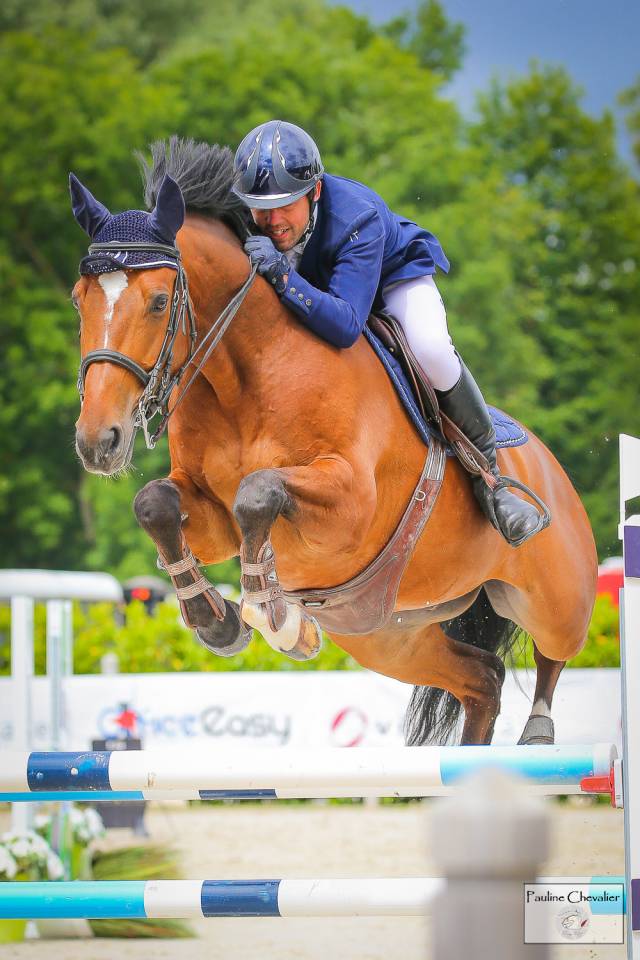 Ruin Selle Français Te koop 2013 Donker bruin / bai ,  DIAMANT DE SEMILLY, SFA