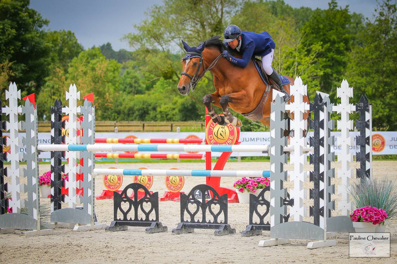 Ruin Selle Français Te koop 2013 Donker bruin / bai ,  DIAMANT DE SEMILLY, SFA