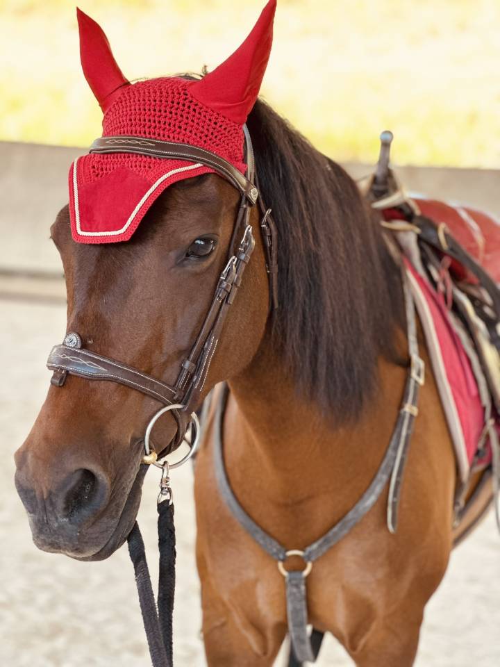 Merrie Ras onbekend Te koop 2010 Donker bruin / bai