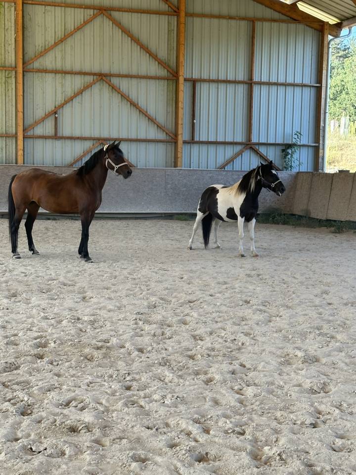 Merrie Ras onbekend Te koop 2010 Donker bruin / bai