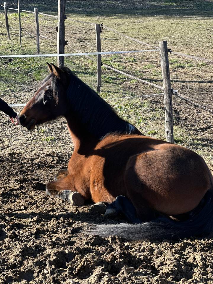 Merrie Ras onbekend Te koop 2010 Donker bruin / bai