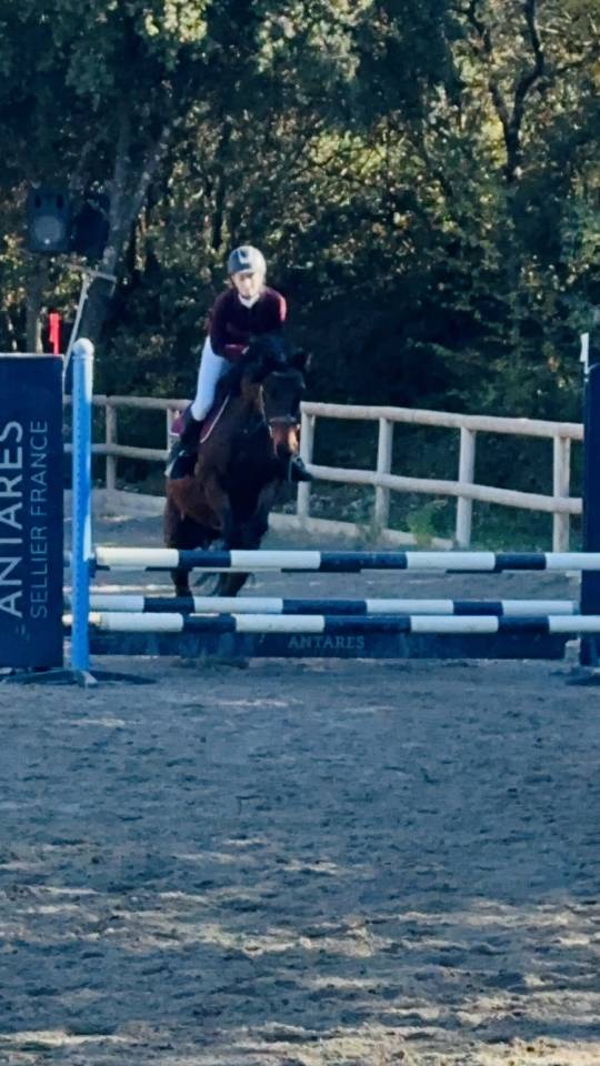 Merrie Ras onbekend Te koop 2010 Donker bruin / bai