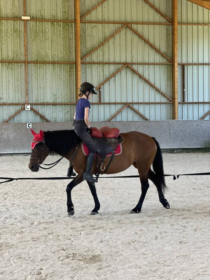 Merrie Ras onbekend Te koop 2010 Donker bruin / bai