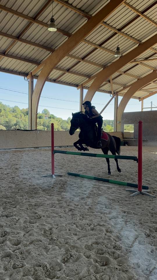 Merrie Ras onbekend Te koop 2010 Donker bruin / bai