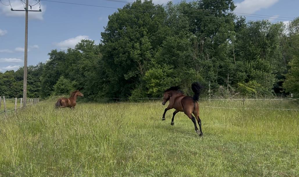 Merrie Franse draver  Te koop 2018 Donker bruin / bai