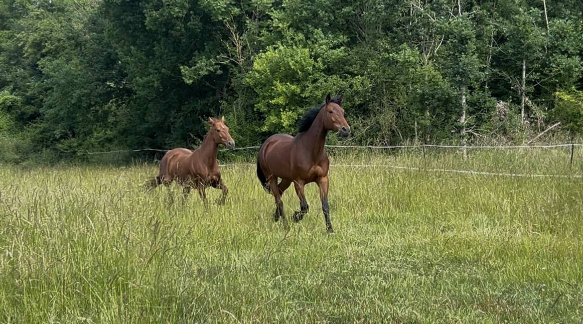 Merrie Franse draver  Te koop 2018 Donker bruin / bai