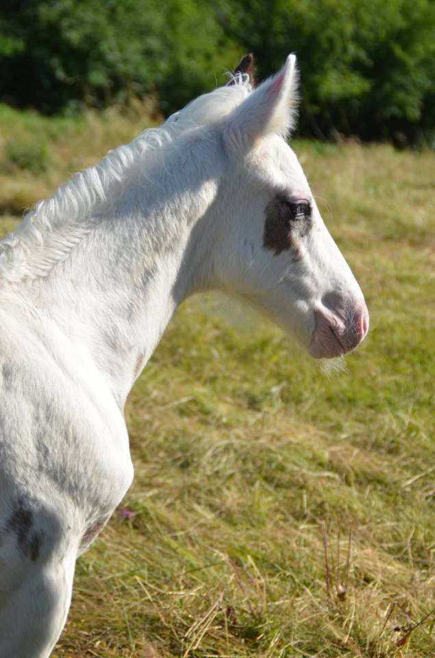 Veulen (ml) Rijpaard Te koop 2025 Tovero