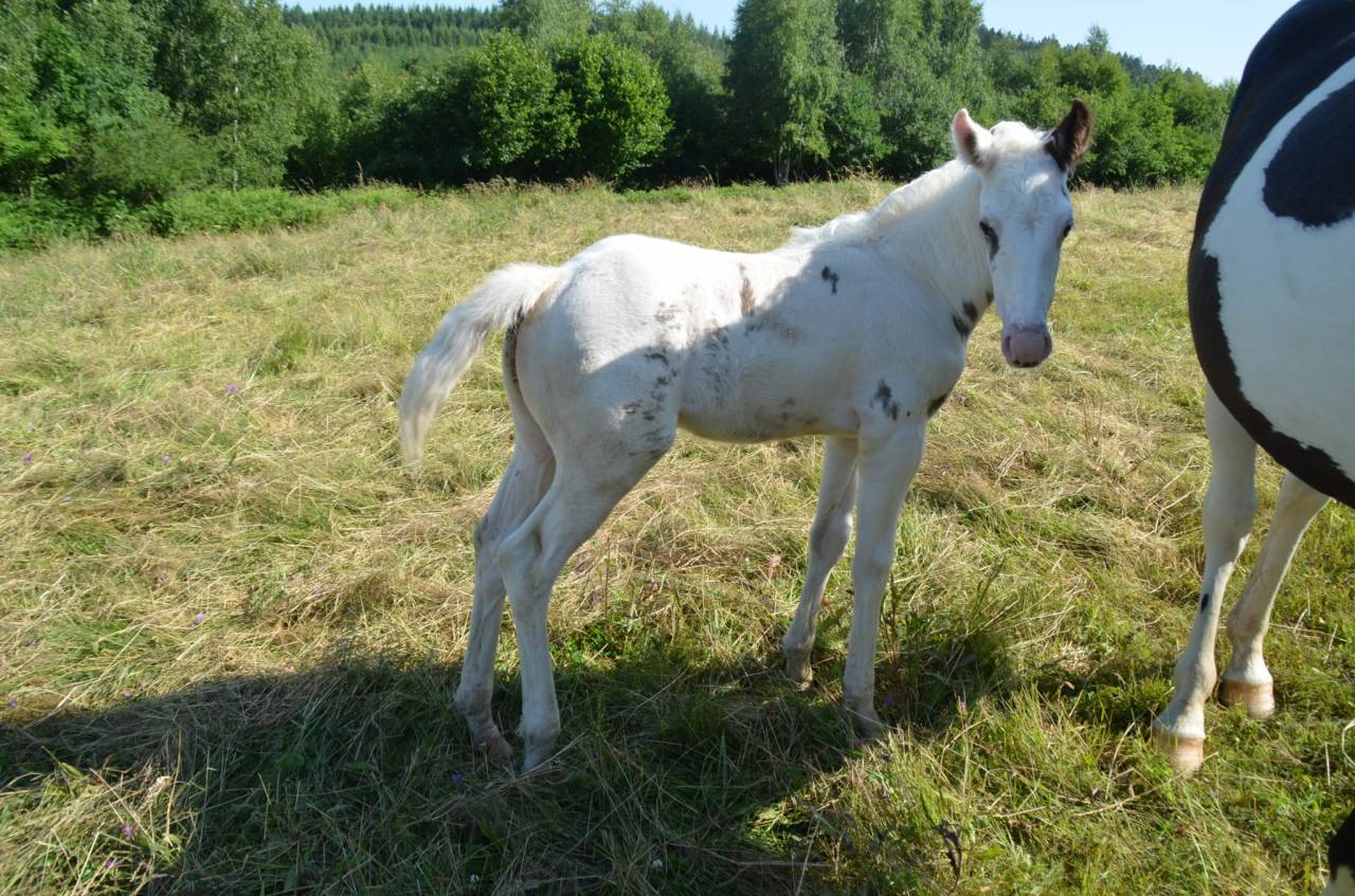 Veulen (ml) Rijpaard Te koop 2025 Tovero