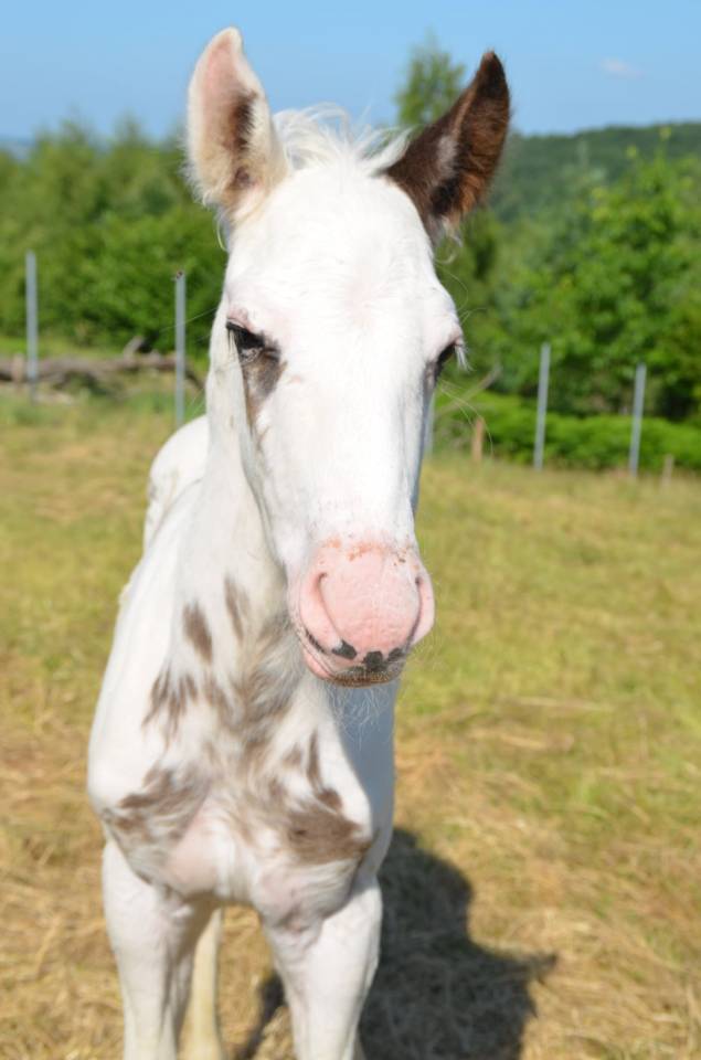 Veulen (ml) Rijpaard Te koop 2025 Tovero