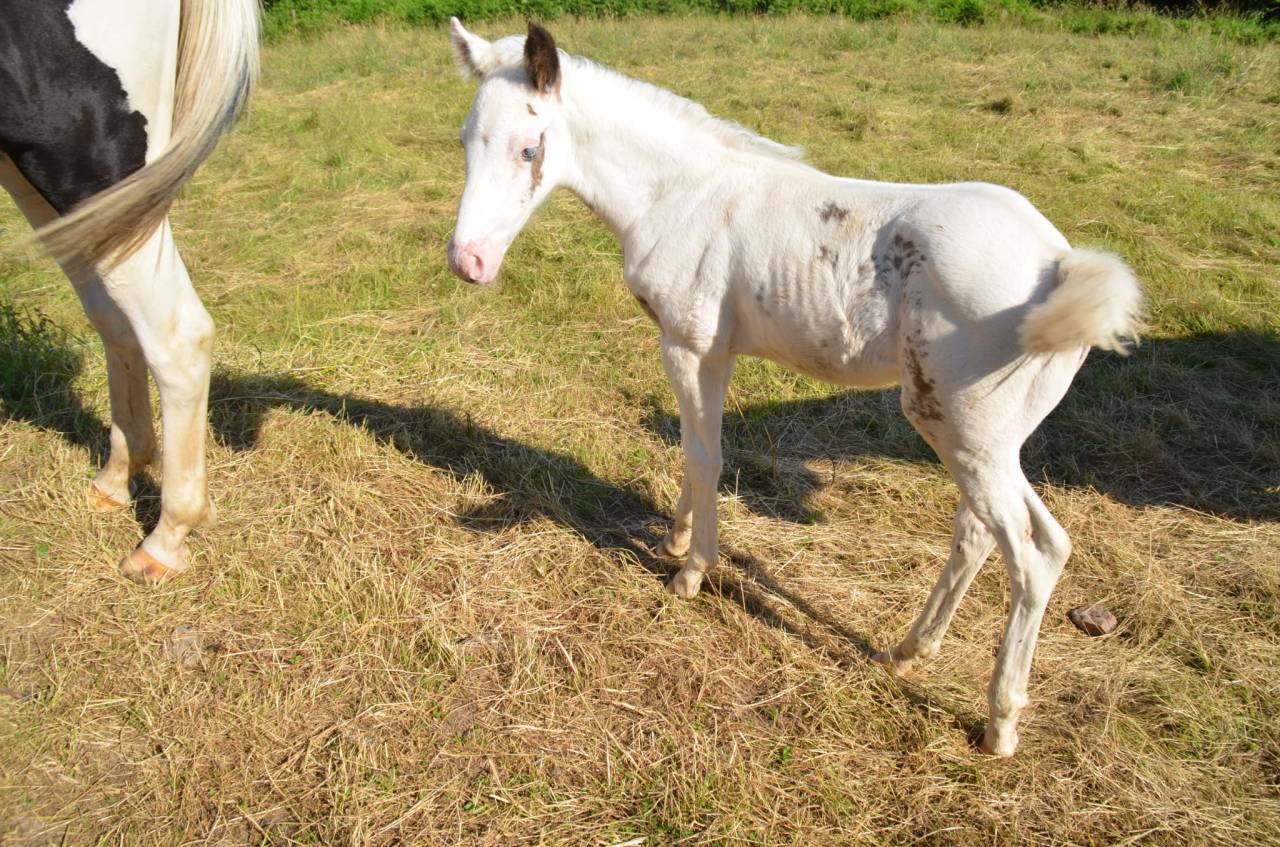 Veulen (ml) Rijpaard Te koop 2025 Tovero