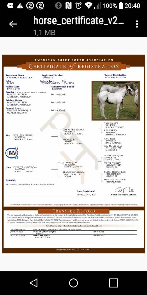 Veulen (ml) Rijpaard Te koop 2025 Tovero