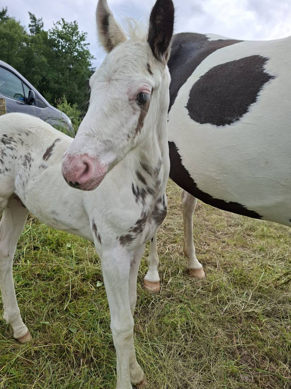 Veulen (ml) Rijpaard Te koop 2025 Tovero