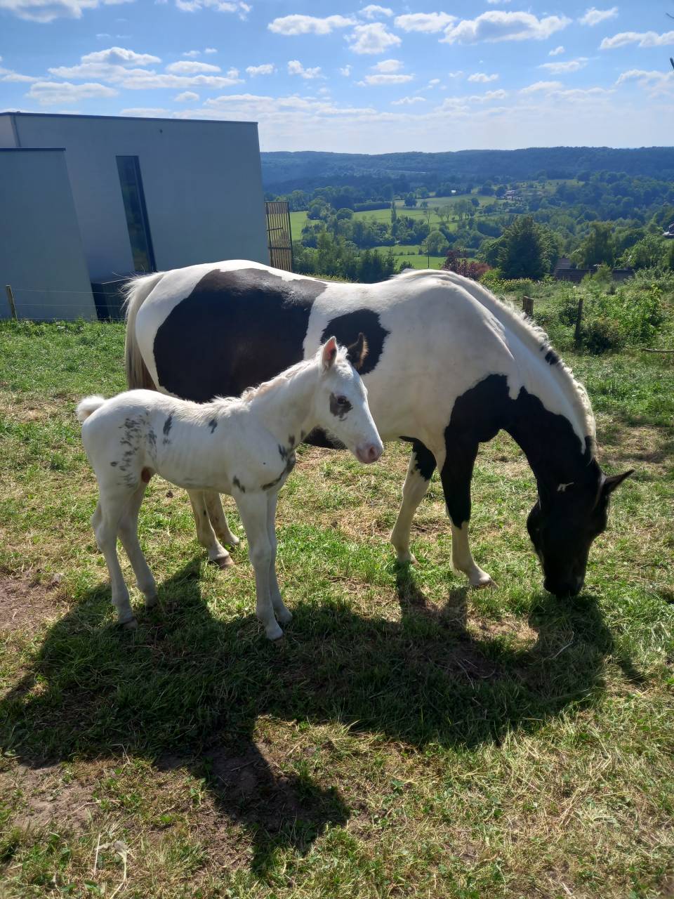 Veulen (ml) Rijpaard Te koop 2025 Tovero