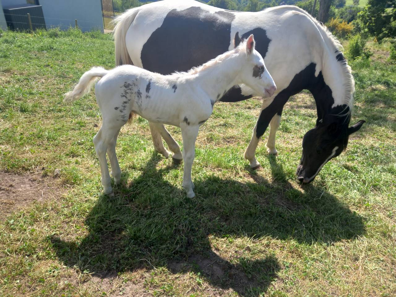 Veulen (ml) Rijpaard Te koop 2025 Tovero