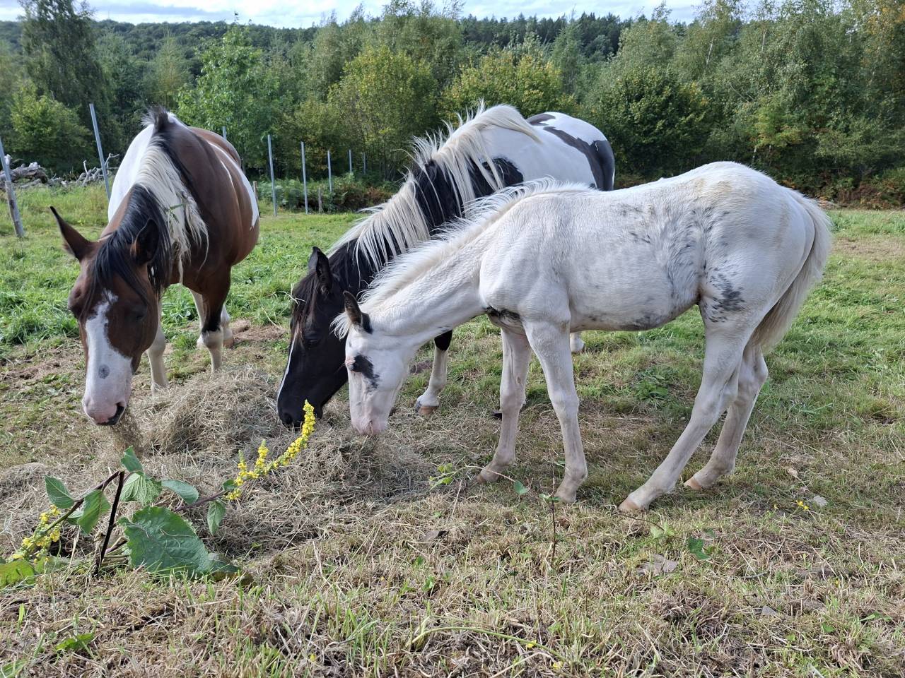 Veulen (ml) Rijpaard Te koop 2025 Tovero