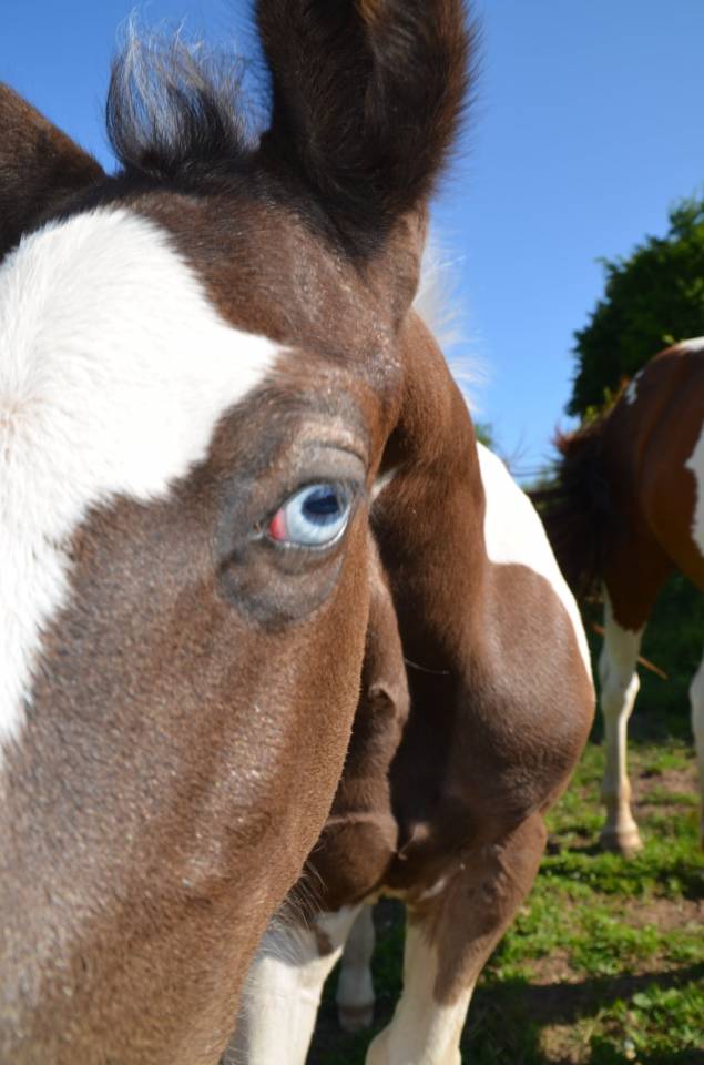 Veulen (ml) Andere paarden rassen Te koop 2025 Bontzwart