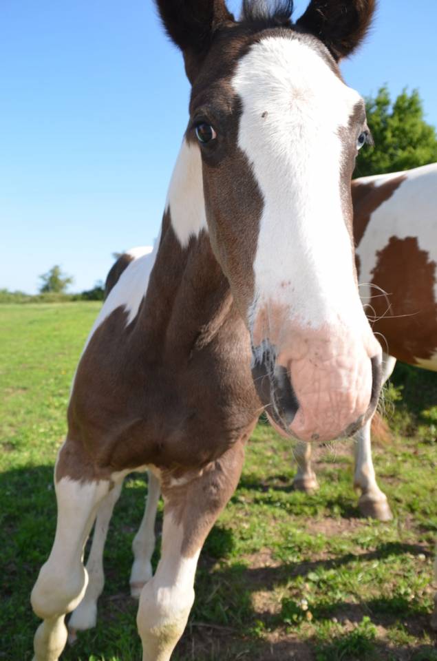 Veulen (ml) Andere paarden rassen Te koop 2025 Bontzwart