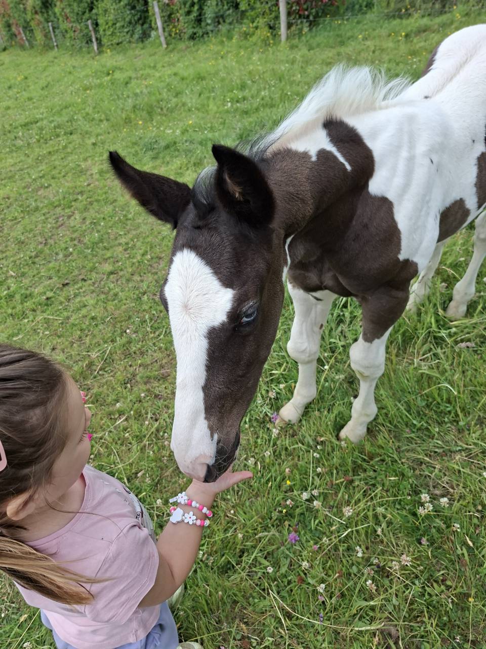 Veulen (ml) Andere paarden rassen Te koop 2025 Bontzwart