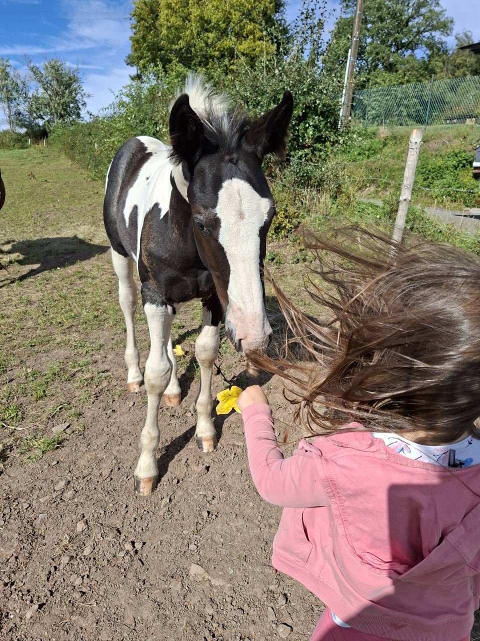 Veulen (ml) Andere paarden rassen Te koop 2025 Bontzwart