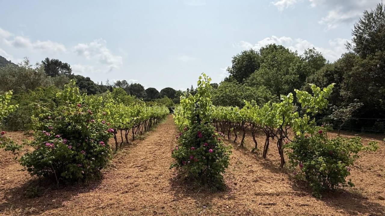 Hippisch vastgoed Koop Var