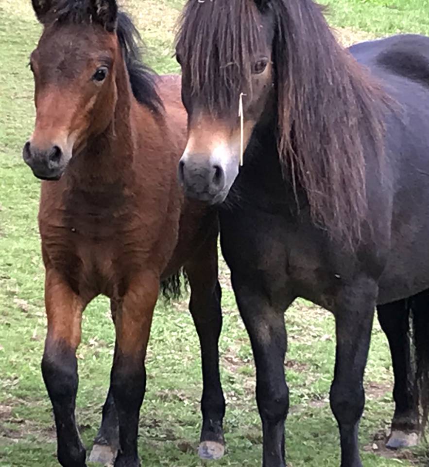 Dekhengst Dartmoor Te koop 2024 Donker bruin / bai