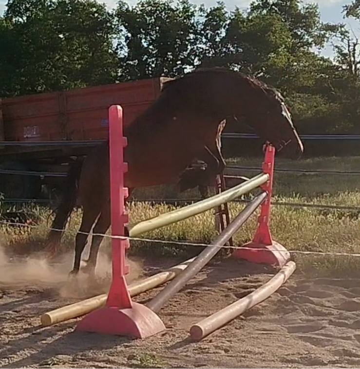 Merrie Connemara Te koop 2019 Donker bruin / bai ,  TITUS DE LIAF