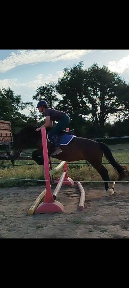 Merrie Connemara Te koop 2019 Donker bruin / bai ,  TITUS DE LIAF