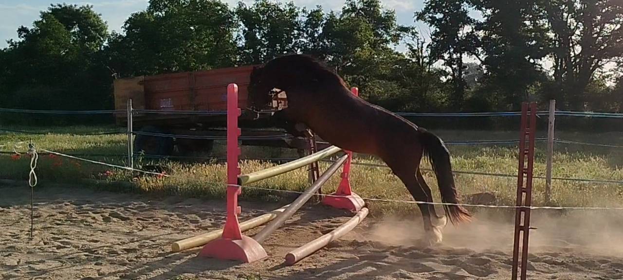 Merrie Connemara Te koop 2019 Donker bruin / bai ,  TITUS DE LIAF