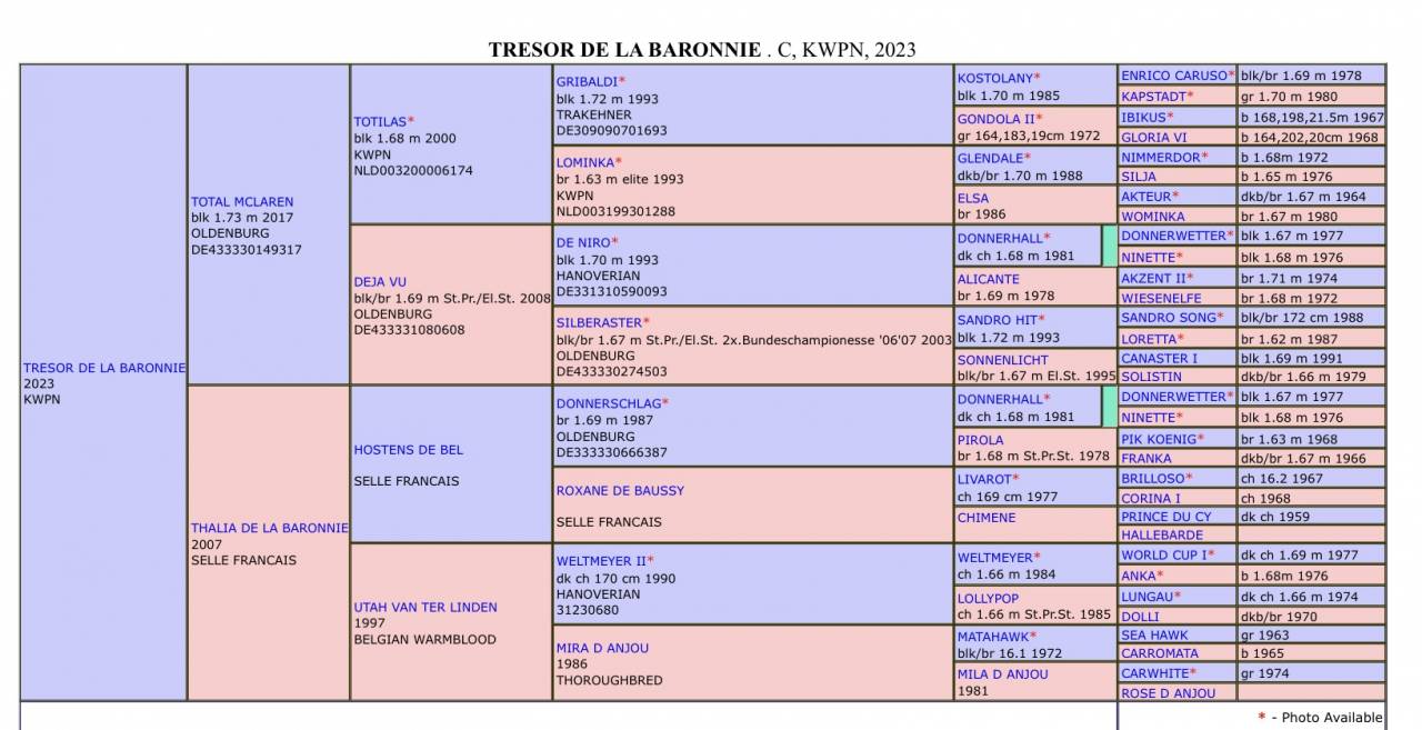 Ruin KWPN Nederlands sportpaard Te koop 2023 Donker bruin / bai ,  TOTAL MCLAREN