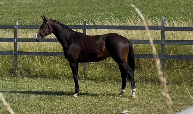 Ruin KWPN Nederlands sportpaard Te koop 2023 Donker bruin / bai ,  TOTAL MCLAREN