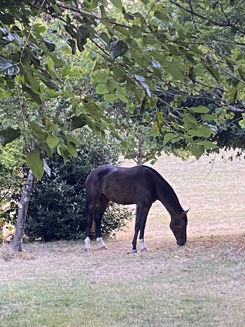 Ruin KWPN Nederlands sportpaard Te koop 2023 Donker bruin / bai ,  TOTAL MCLAREN
