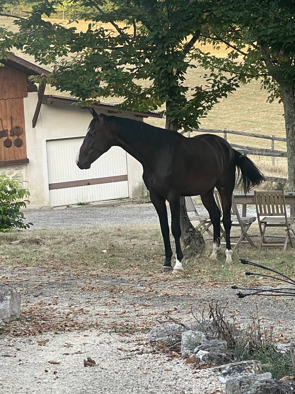 Ruin KWPN Nederlands sportpaard Te koop 2023 Donker bruin / bai ,  TOTAL MCLAREN