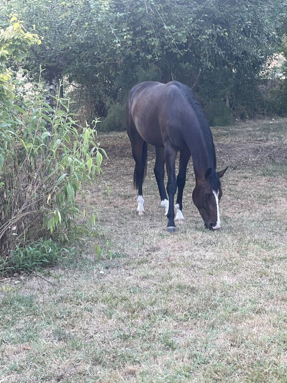 Ruin KWPN Nederlands sportpaard Te koop 2023 Donker bruin / bai ,  TOTAL MCLAREN