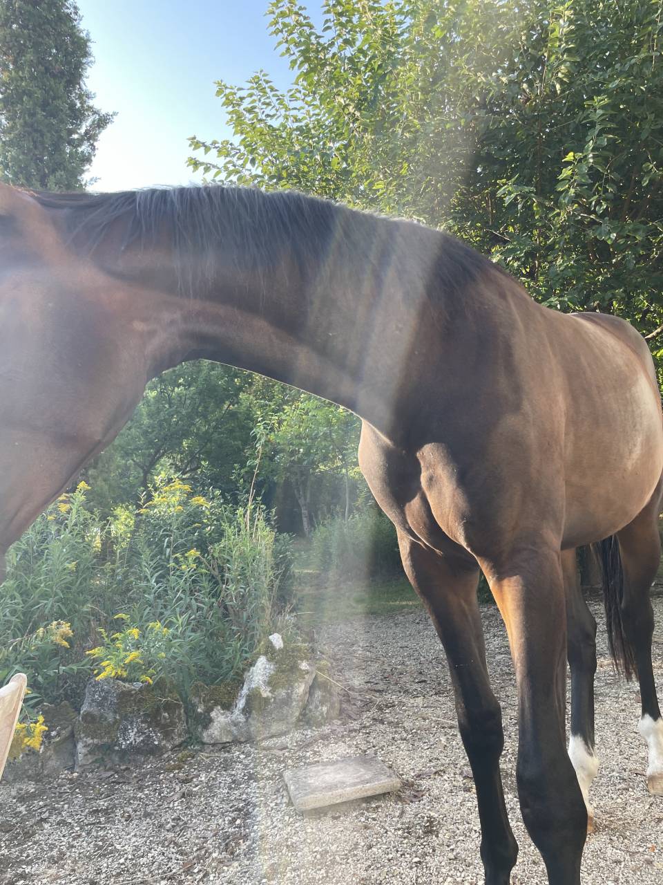 Ruin KWPN Nederlands sportpaard Te koop 2023 Donker bruin / bai ,  TOTAL MCLAREN