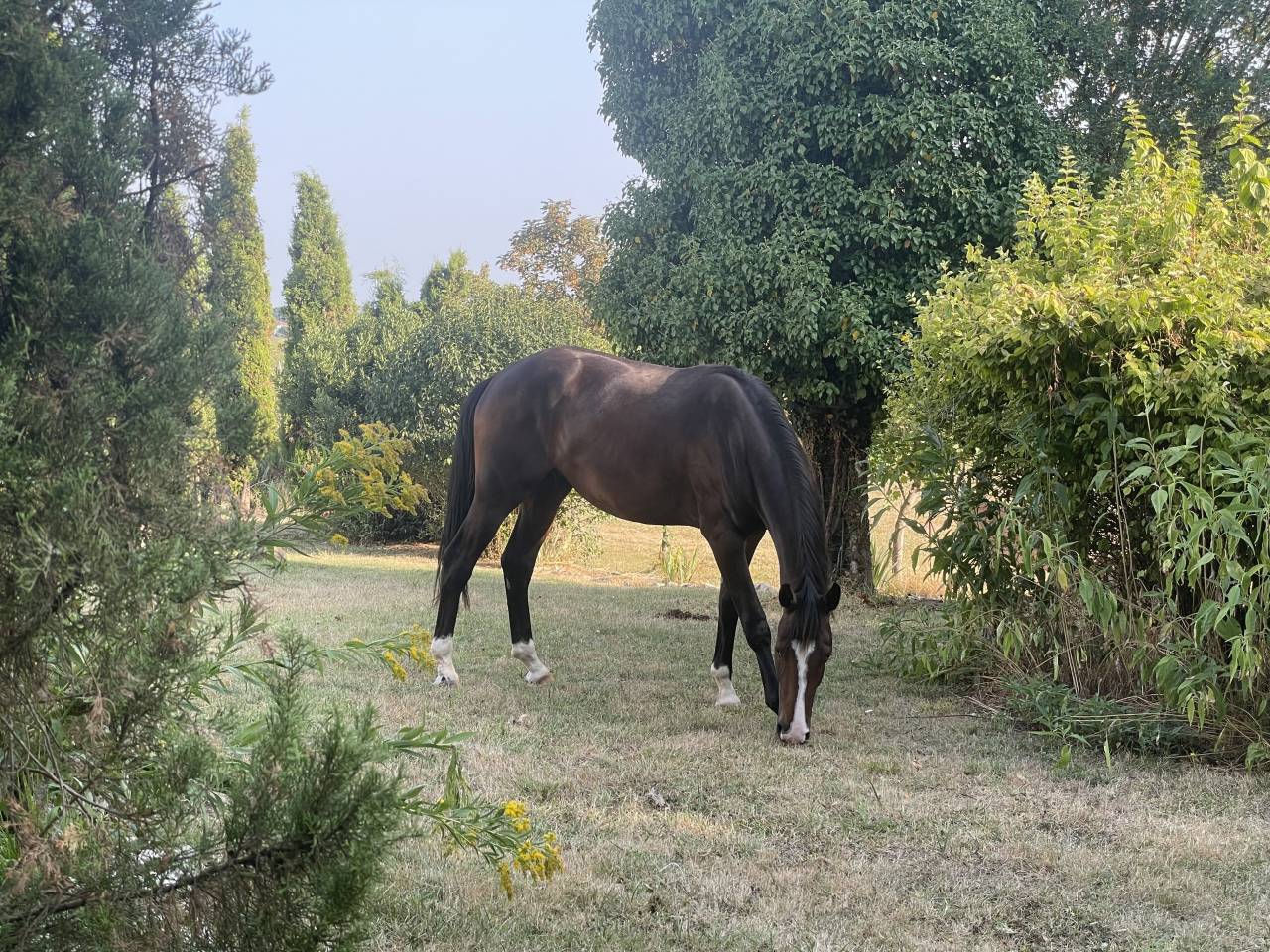 Ruin KWPN Nederlands sportpaard Te koop 2023 Donker bruin / bai ,  TOTAL MCLAREN