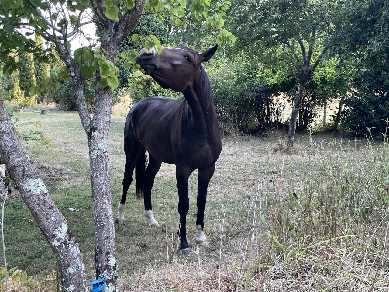 Ruin KWPN Nederlands sportpaard Te koop 2023 Donker bruin / bai ,  TOTAL MCLAREN