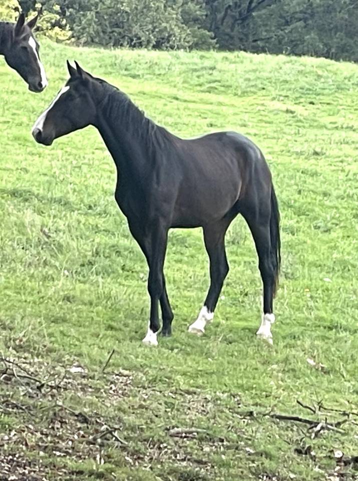 Ruin KWPN Nederlands sportpaard Te koop 2023 Donker bruin / bai ,  TOTAL MCLAREN