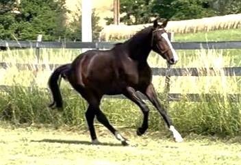 Ruin KWPN Nederlands sportpaard Te koop 2023 Donker bruin / bai ,  TOTAL MCLAREN