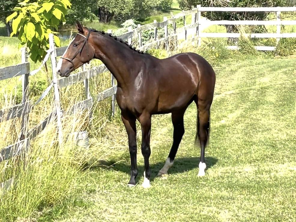 Ruin KWPN Nederlands sportpaard Te koop 2023 Donker bruin / bai ,  TOTAL MCLAREN