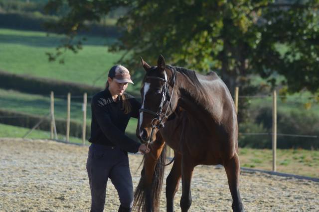 Stage paarden ethologie Saône-et-Loire